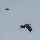 Aigle impérial