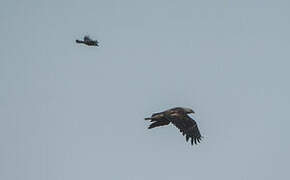 Eastern Imperial Eagle