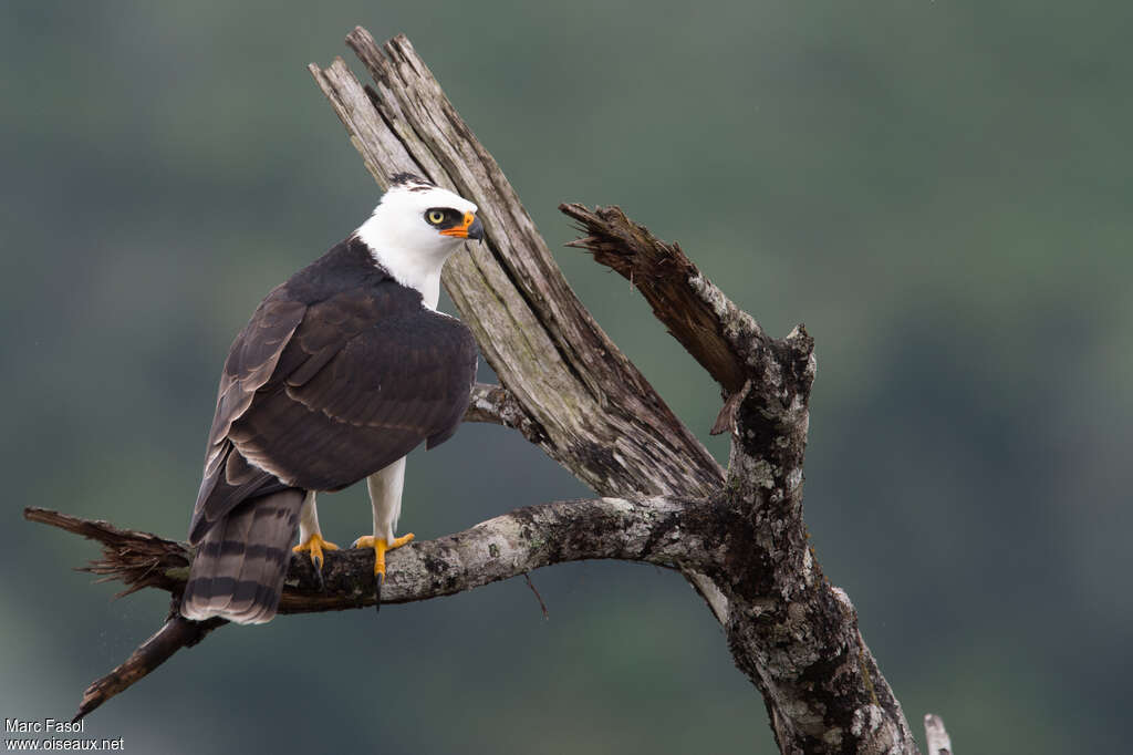 Aigle noir et blancadulte, identification