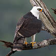 Aigle noir et blanc