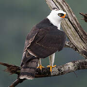 Black-and-white Hawk-Eagle