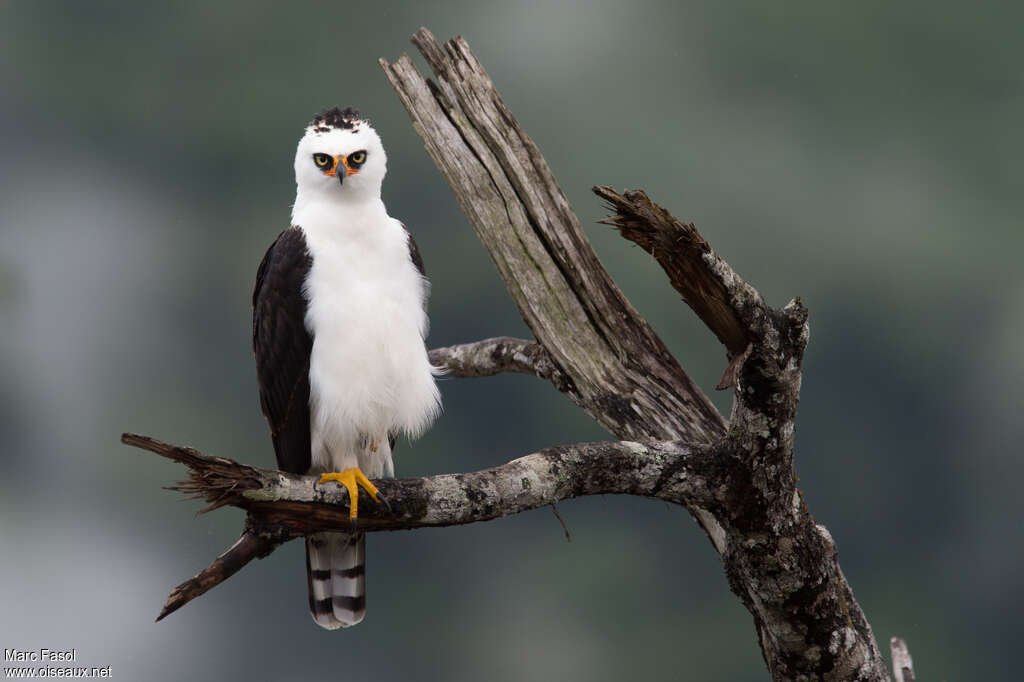 Aigle noir et blancadulte, portrait