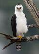 Aigle noir et blanc