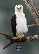 Black-and-white Hawk-Eagle