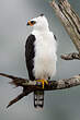 Aigle noir et blanc