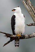 Black-and-white Hawk-Eagle