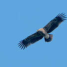 Aigle pomarin