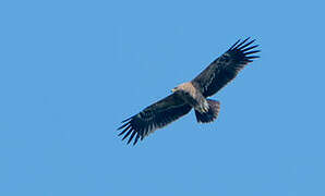 Lesser Spotted Eagle