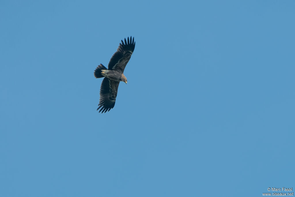 Aigle pomarinsubadulte, Vol