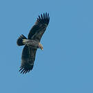 Aigle pomarin