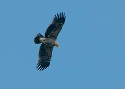 Lesser Spotted Eagle