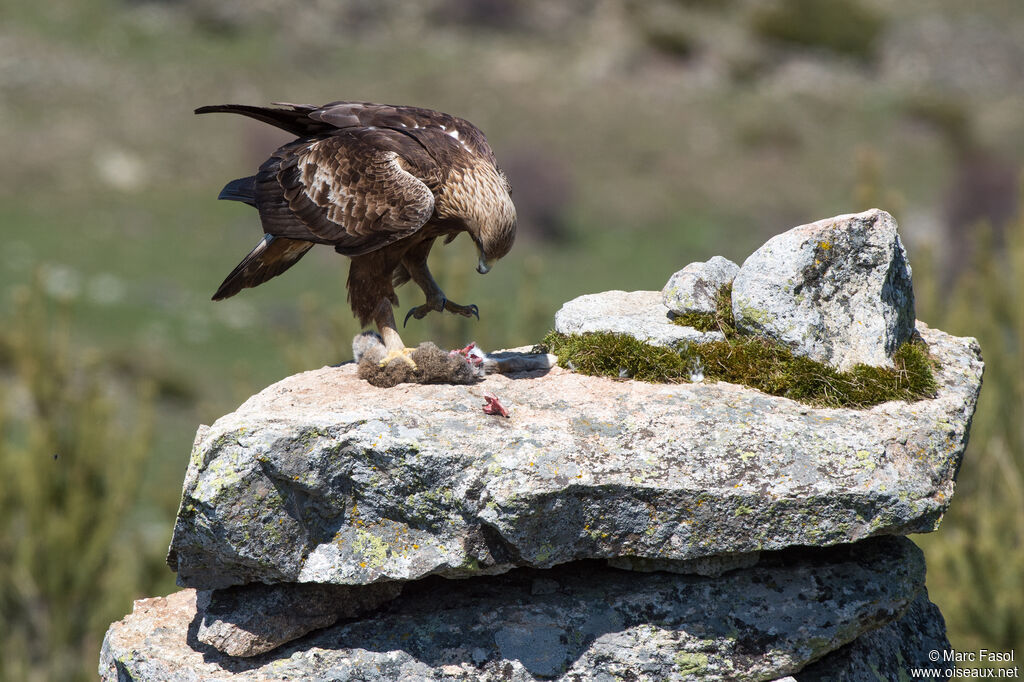 Aigle royal mâle adulte nuptial, identification, régime, mange