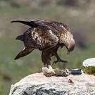 Aigle royal