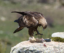 Golden Eagle