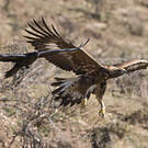 Aigle royal