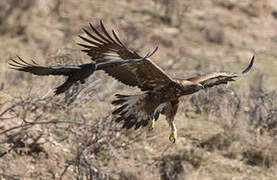 Golden Eagle