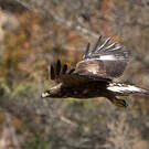 Aigle royal