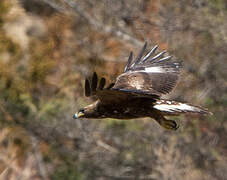 Golden Eagle