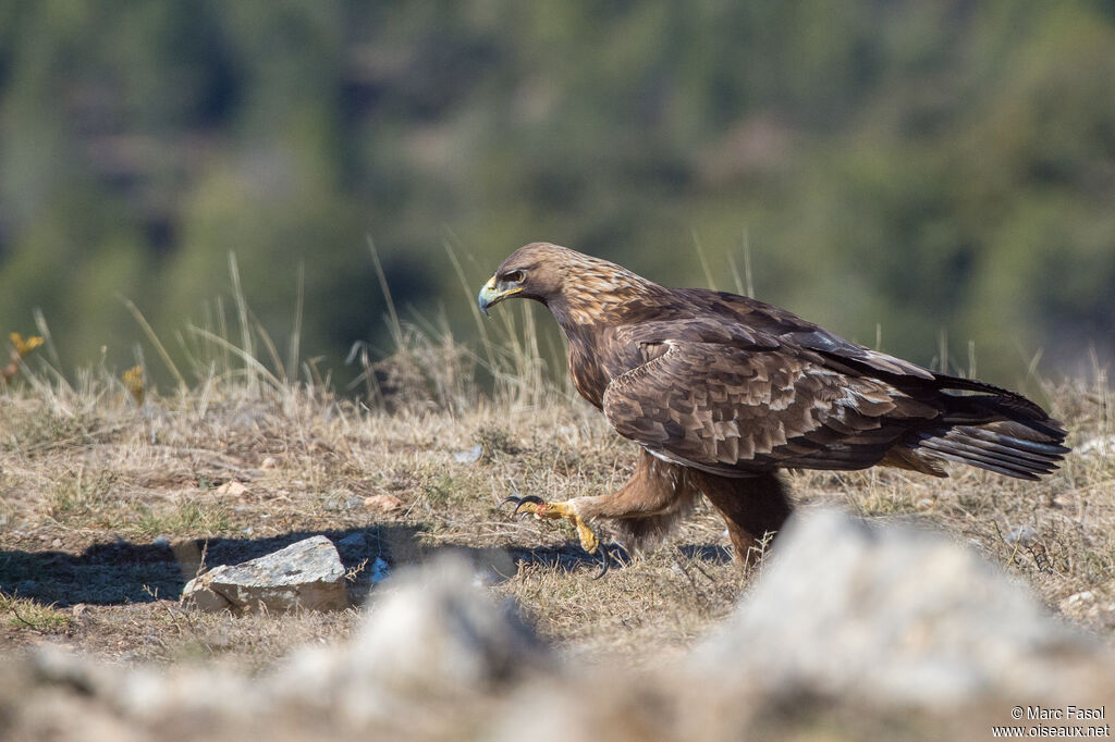 Aigle royaladulte, identification, marche