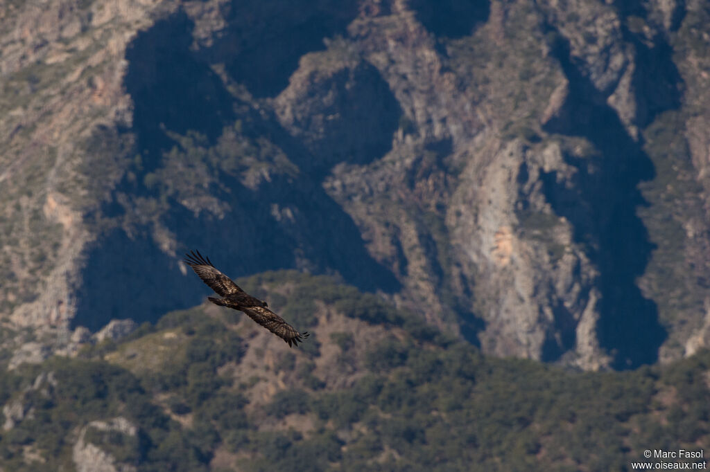 Aigle royaladulte, identification