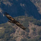 Aigle royal