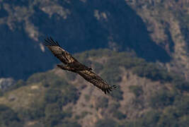 Golden Eagle