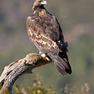 Aigle royal