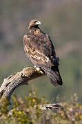 Golden Eagle