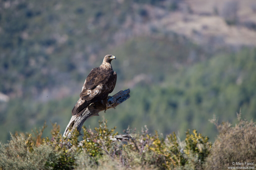 Golden Eagleadult breeding, identification