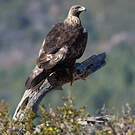 Aigle royal