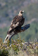 Golden Eagle