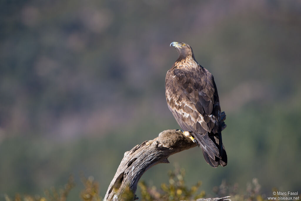 Golden Eagleadult breeding, feeding habits