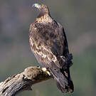 Aigle royal