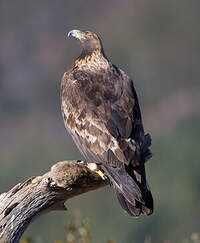 Aigle royal