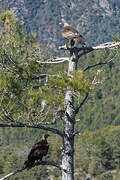 Golden Eagle