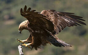 Golden Eagle