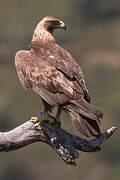 Golden Eagle