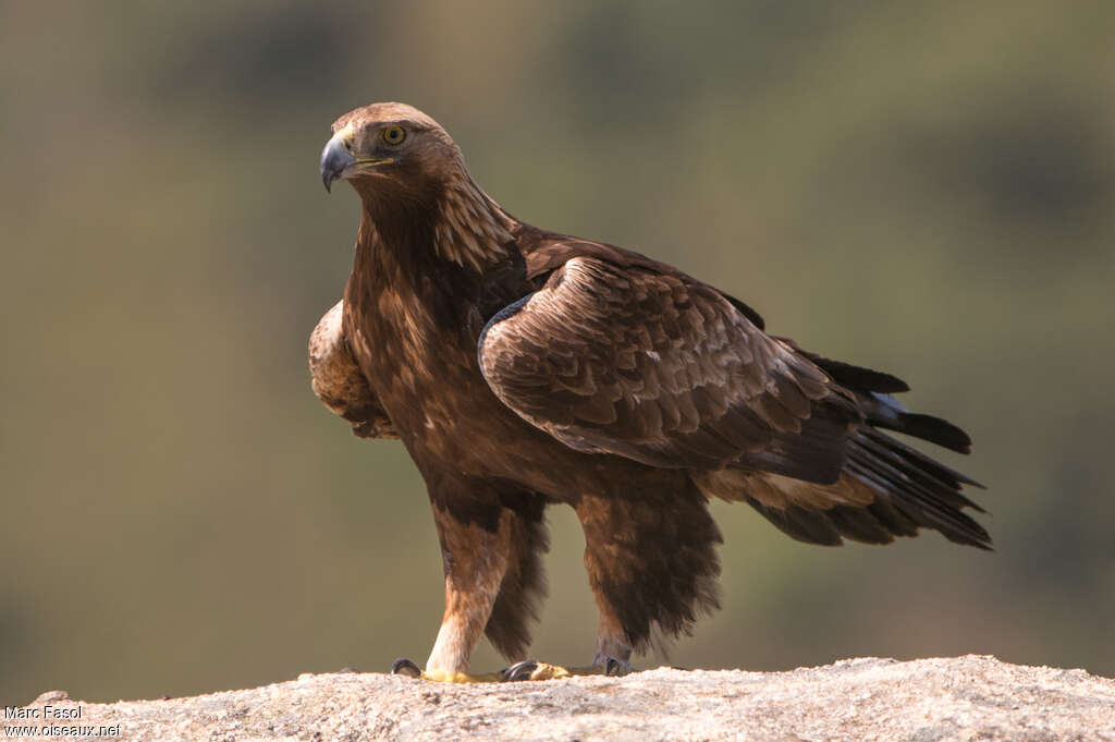 Aigle royaladulte, identification