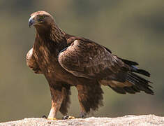 Golden Eagle