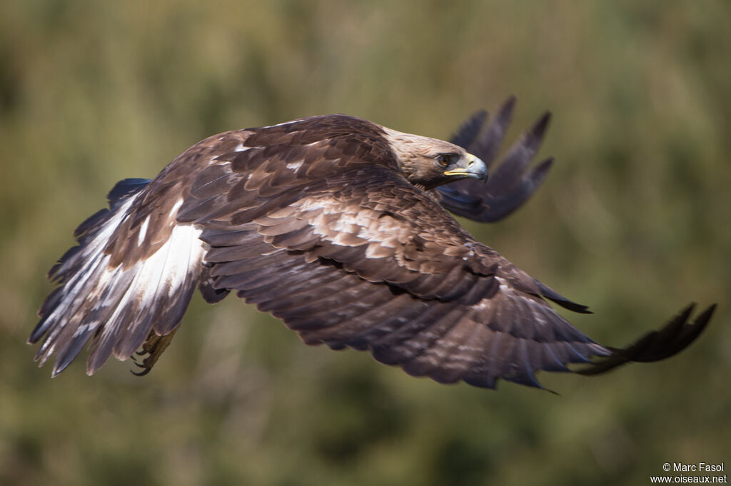 Golden Eagleadult, Flight