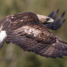 Aigle royal