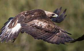 Golden Eagle