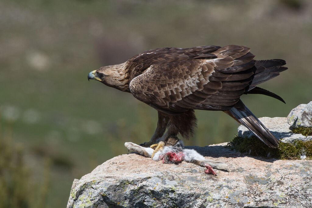 Aigle royaladulte nuptial, identification, régime