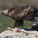 Aigle royal