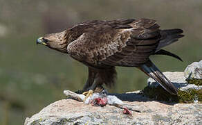 Golden Eagle