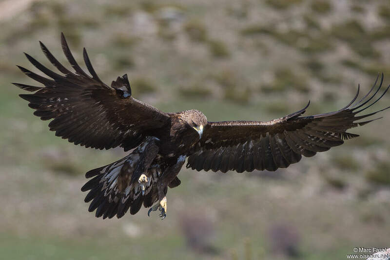 Vitesse Maximale De Vol D Un Aigle Aigle royal adulte nuptial - mafa243882