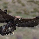 Aigle royal