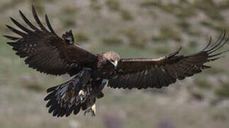 Golden Eagle