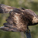 Aigle royal