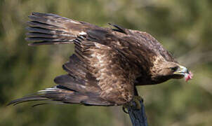 Golden Eagle